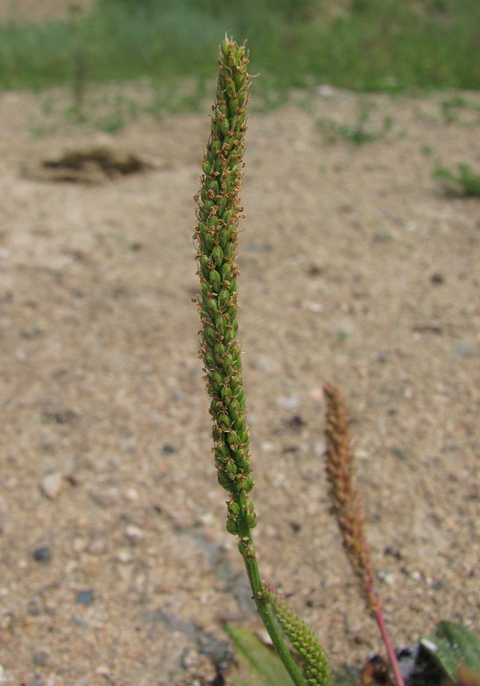 Изображение особи Plantago depressa.