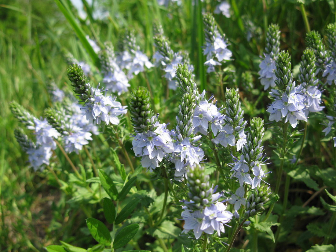 Image of Veronica prostrata specimen.