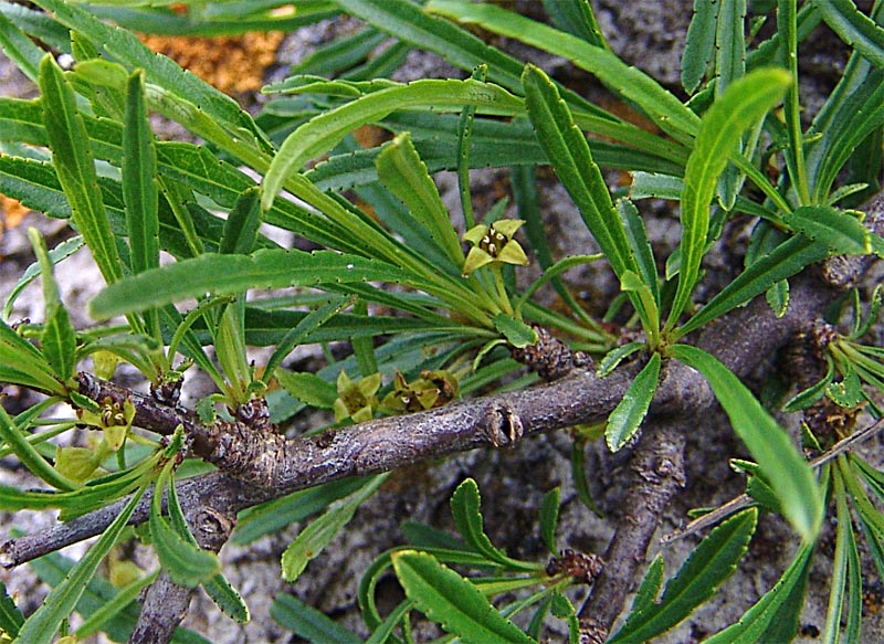 Image of Rhamnus erythroxyloides specimen.