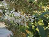 Buddleja davidii