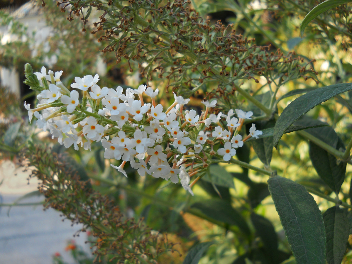 Image of Buddleja davidii specimen.