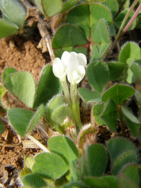 Image of Trifolium subterraneum specimen.