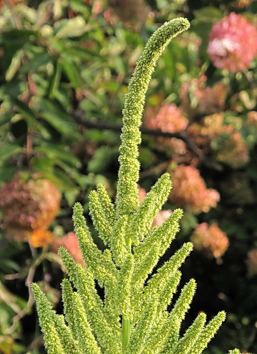 Изображение особи род Amaranthus.