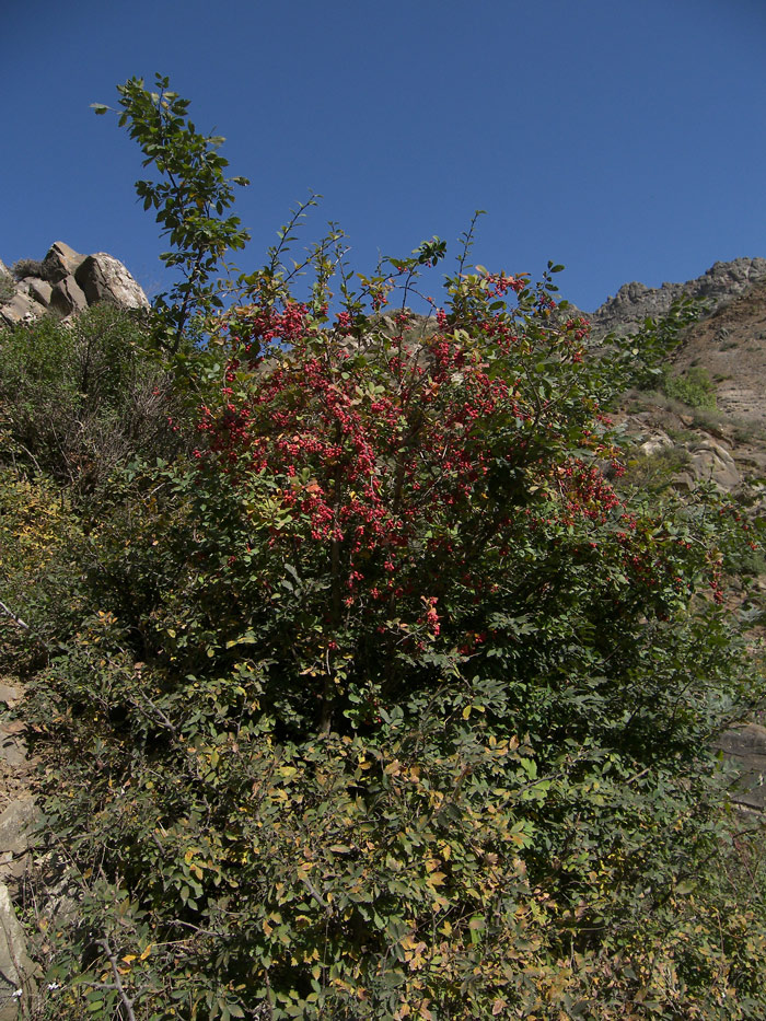 Image of Berberis densiflora specimen.