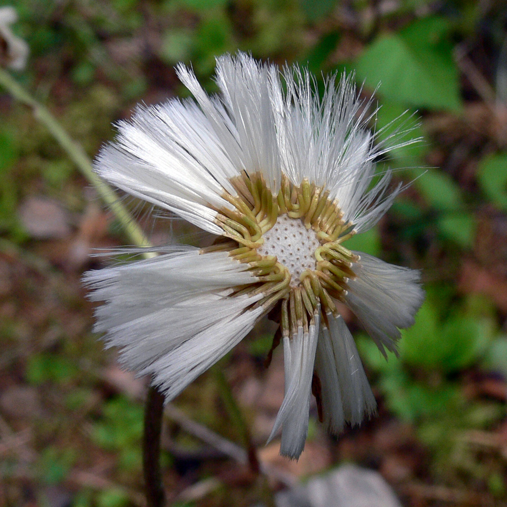 Image of Tussilago farfara specimen.