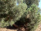 Pinus pinea. Искривлённый ствол и часть кроны. Португалия, округ Гуарда, муниципалитет Селорику-да-Бейра, район Ратоейра. 17.07.2012.