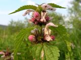 Lamium barbatum. Верхушка цветущего растения с кормящимися насекомыми. Хабаровский край, Ванинский р-н, окр. пос. Высокогорный. 18.06.2012.