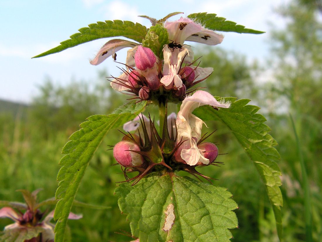 Изображение особи Lamium barbatum.