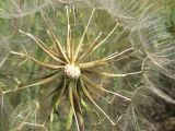 Tragopogon subspecies major