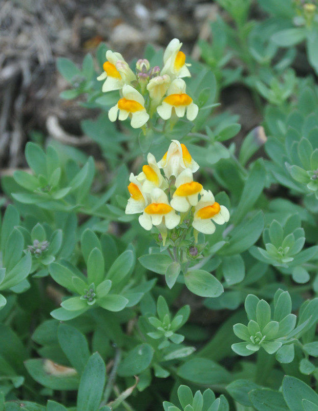 Image of Linaria japonica specimen.