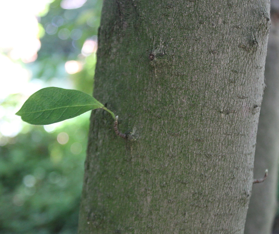 Image of Magnolia stellata specimen.