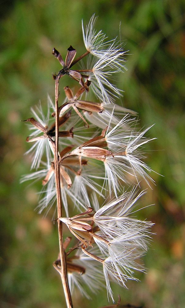 Image of Parasenecio auriculatus specimen.