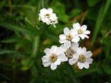 Achillea camtschatica. Соцветия. Северные Курилы, о. Парамушир, окр. бухты Майора. Август 2012 г.