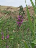 Lythrum salicaria