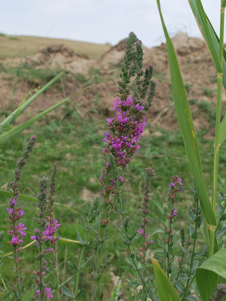 Изображение особи Lythrum salicaria.