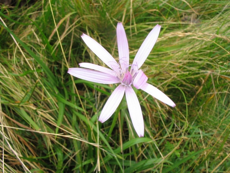 Image of Scorzonera rosea specimen.