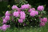 род Rhododendron