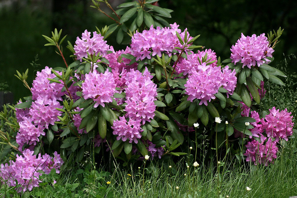 Изображение особи род Rhododendron.