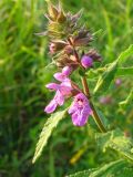 Stachys palustris. Соцветие. Украина, Донецкая обл., Великоновосёлковский р-н, западнее с. Константинополь, на лугу, возле воды. 02.08.2009.