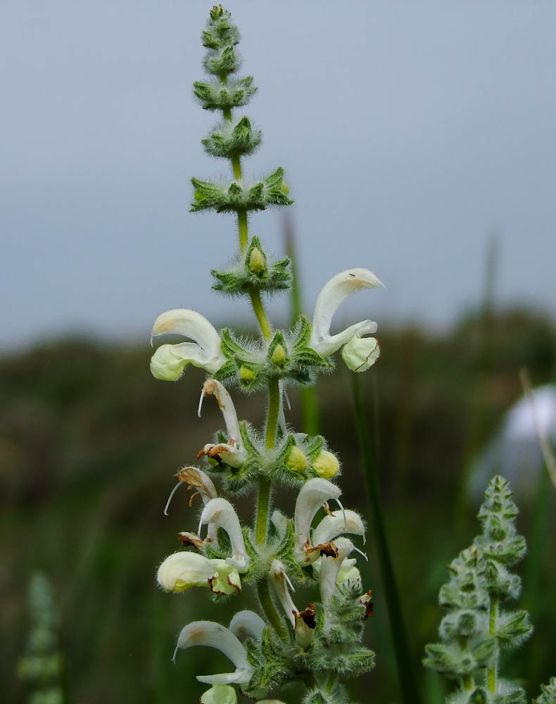 Изображение особи Salvia dominica.