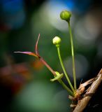 Eugenia uniflora