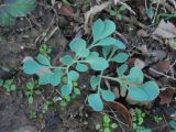 Corydalis sewerzowii