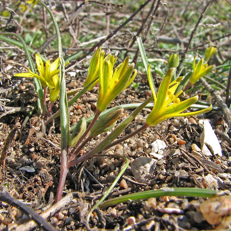 Image of Gagea tesquicola specimen.