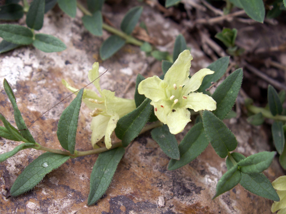 Image of Lonicera semenovii specimen.