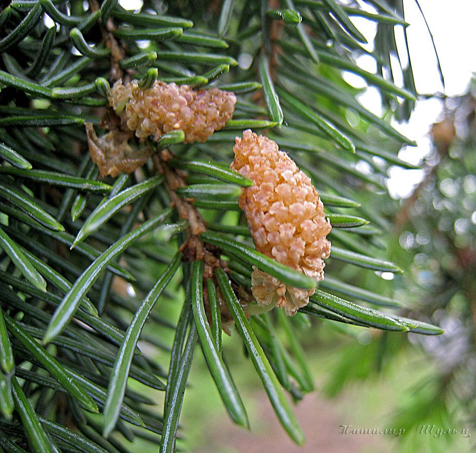 Изображение особи Picea obovata.