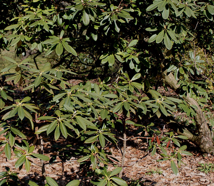 Image of Rhododendron insigne specimen.