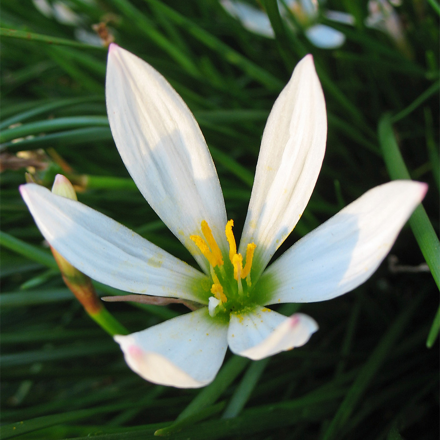 Image of Zephyranthes candida specimen.