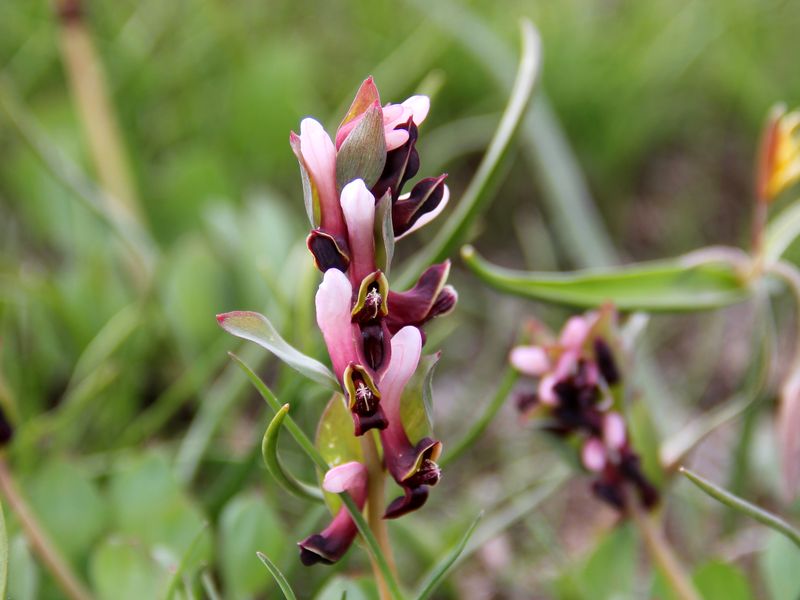 Image of Corydalis ledebouriana specimen.