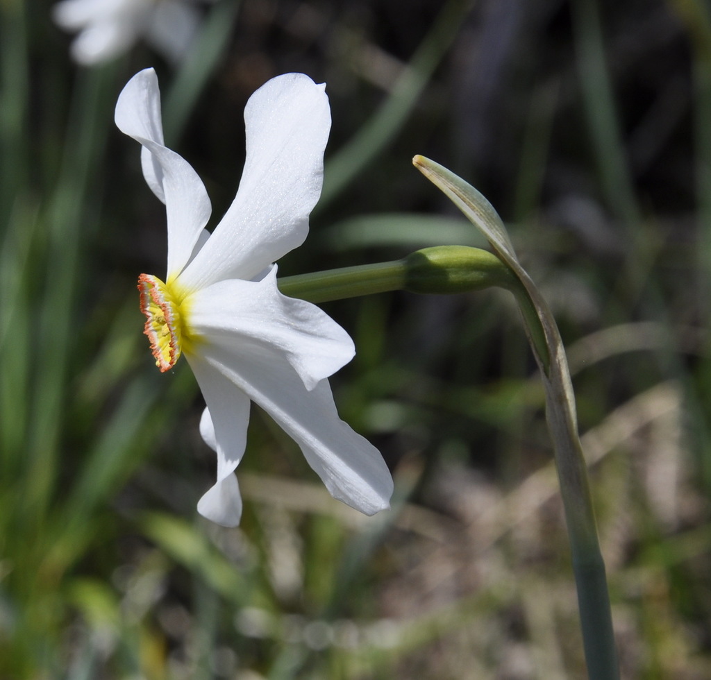 Изображение особи Narcissus poeticus.