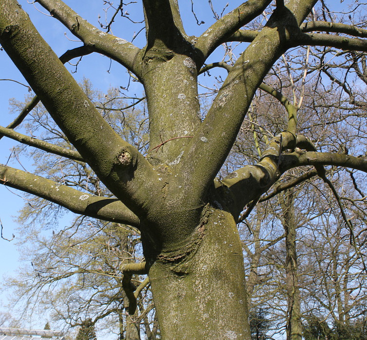 Image of Magnolia hypoleuca specimen.