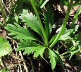 Ranunculus cassubicus