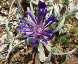 Centaurea fuscomarginata. Соцветие-корзинка. Крым, Ялтинский горно-лесной природный заповедник, Ай-Петри. 23.05.2013.