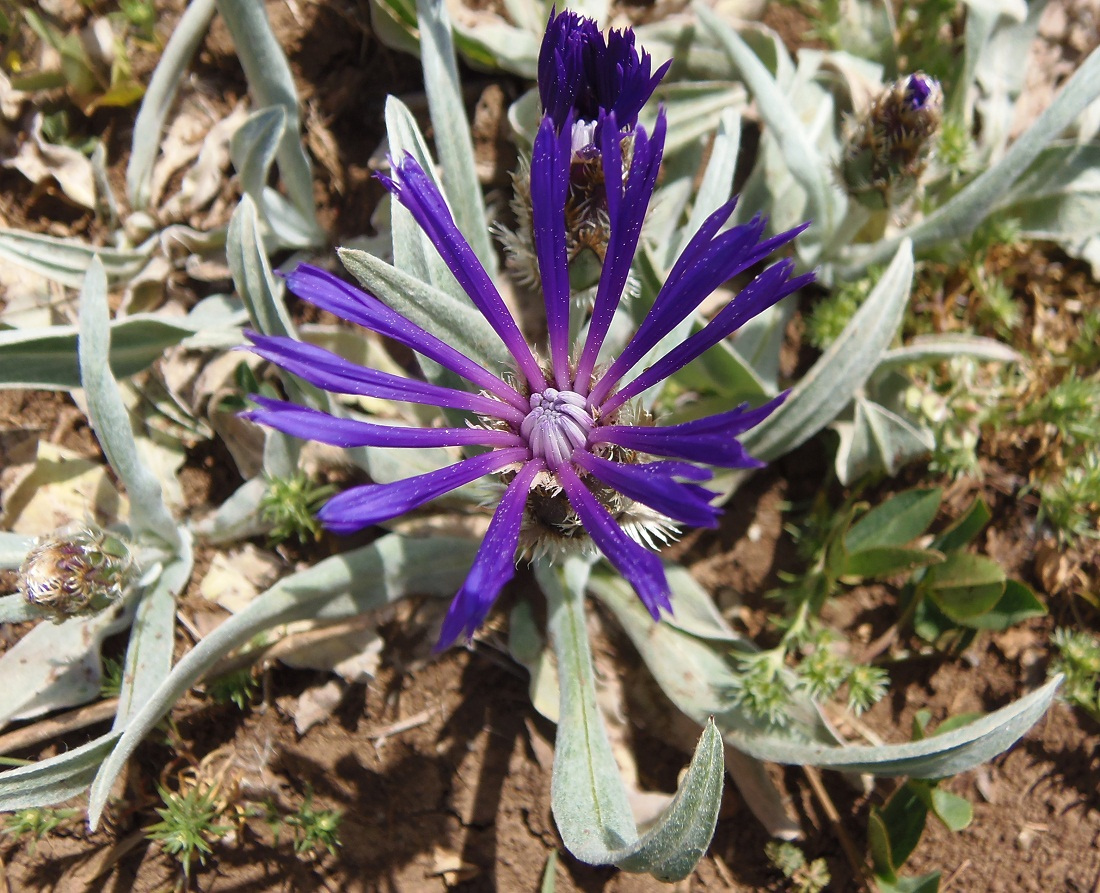 Изображение особи Centaurea fuscomarginata.