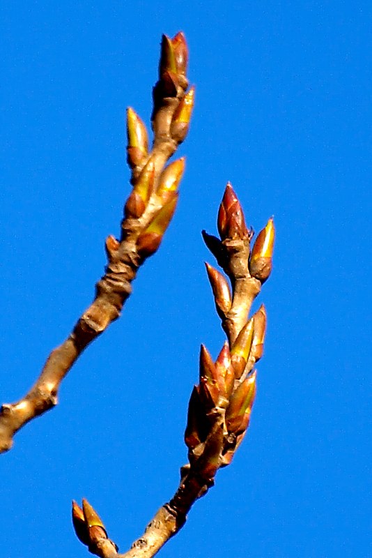 Изображение особи Populus &times; sibirica.