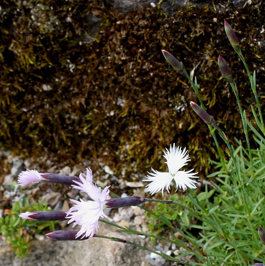 Image of genus Dianthus specimen.