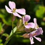 Dontostemon dentatus. Соцветие. Приморский край, Уссурийский р-н, окр. с. Монакино, опушка дубового леса. 22.06.2013.