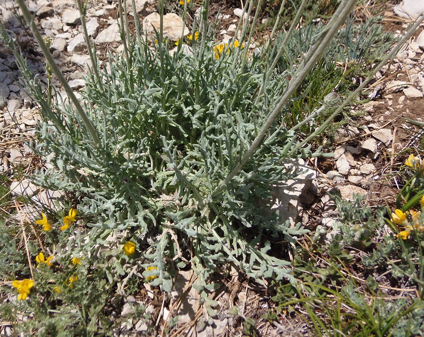 Image of Jurinea roegneri specimen.