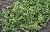 Borago pygmaea