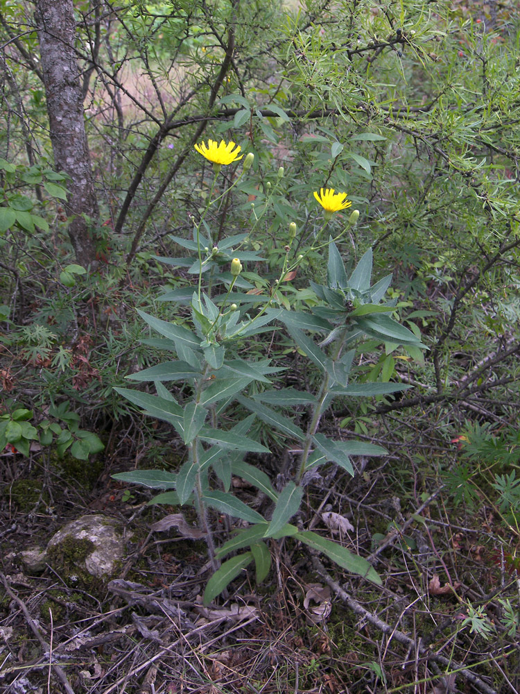 Изображение особи род Hieracium.