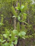 Salix hastata. Побег женского растения с сережками и листьями. Мурманская обл., Североморский р-н, окр. пос. Росляково. 12.06.2009.