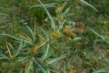 Xanthium spinosum