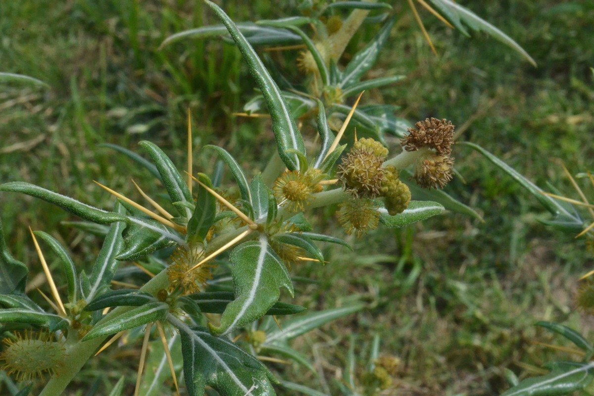 Изображение особи Xanthium spinosum.