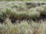 Artemisia santonicum