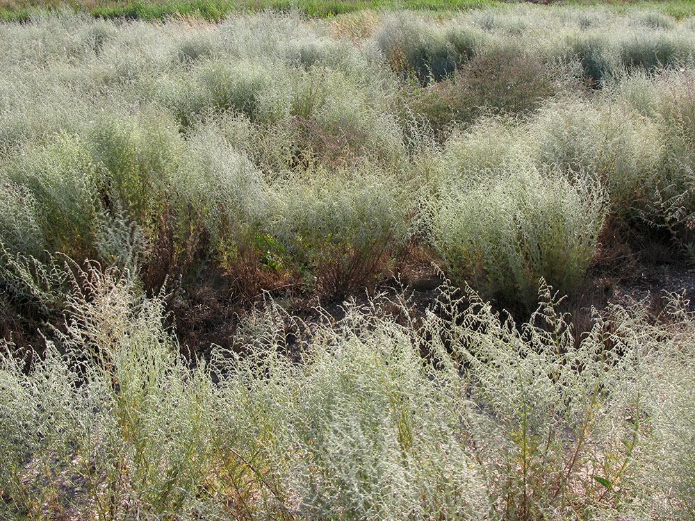 Image of Artemisia santonicum specimen.