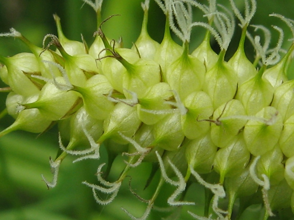 Изображение особи Carex rhynchophysa.