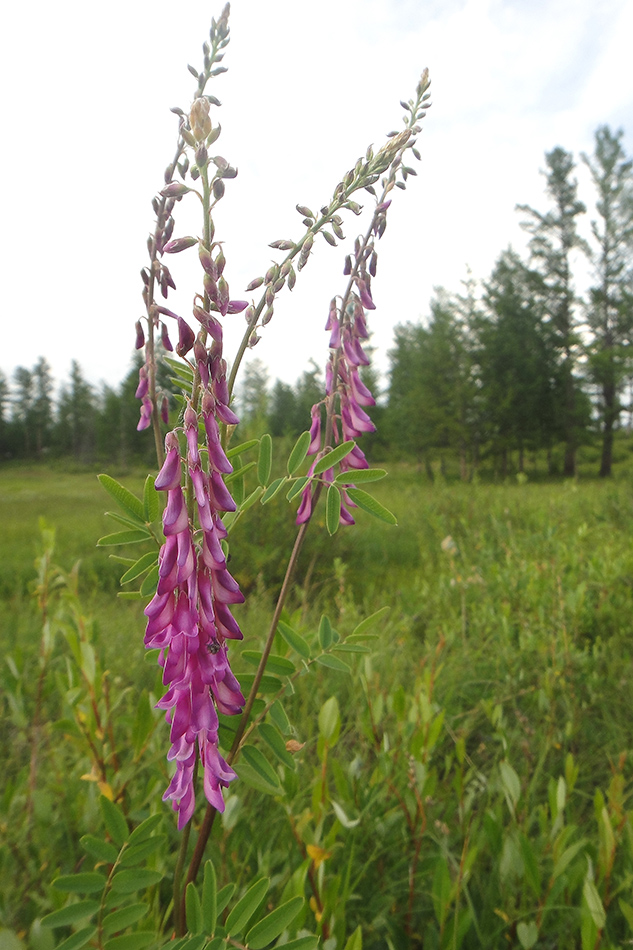 Изображение особи Hedysarum alpinum.